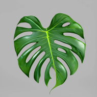 Monstera leaf