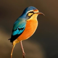 ORANGE AND BLUE BIRD