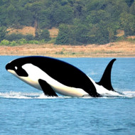 orca