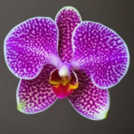 ORCHID CLOSE UP