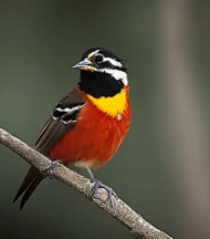 PAJARO SOLITARIO