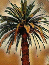 palm tree