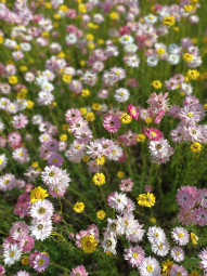 Paper daisies