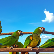 Beautiful Parrots