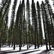 PINE TREES