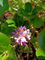 Pink flower