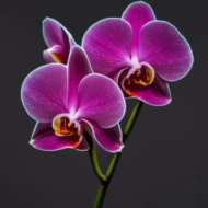 PINK ORCHID