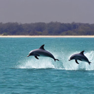 Playful dolphins