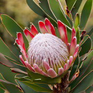 Protea