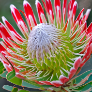 Protea flower