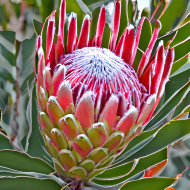 Protea flower