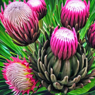 protea flowers