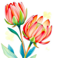 Protea flowers