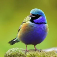 PURPLE AND BLUE COLOURED BIRD