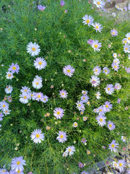 Purple flowers