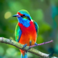 RARE COLOURFUL BIRD