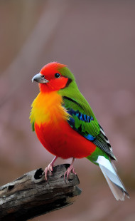 red and green coloured bird