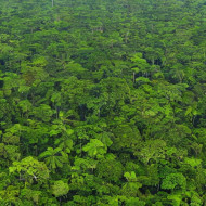 SAVE THE RAIN FOREST