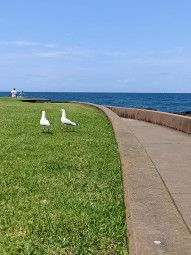 SEA GULLS