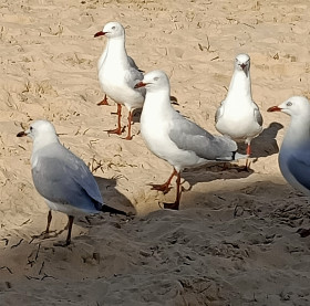 Seagulls