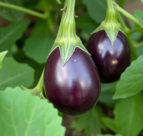 Simply eggplantlicious