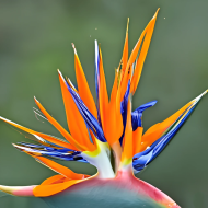 South African crane flower