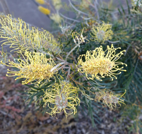 Spring flowers