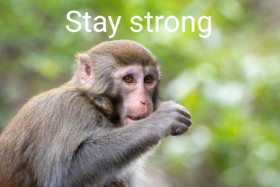 STAY STRONG