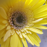 Sunflower closeup