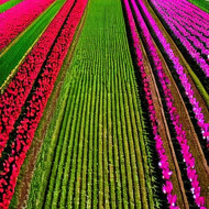 Tulip field,Netherlands