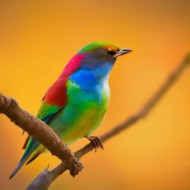 UNIQUE COLOURED BIRD