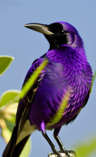 VIOLET BACKED STARLING