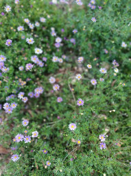 Violet coloured flowers