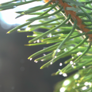 Waterdrops on grass