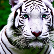 white tiger