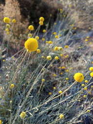 Billy Buttons