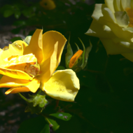 YELLOW ROSES