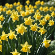 YELLOW TRUMPETS OF SPRING