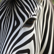 Zebras: nature's perfect pattern