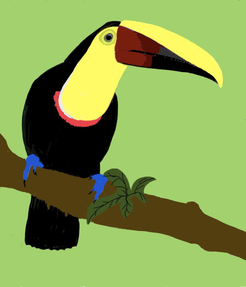Toucan