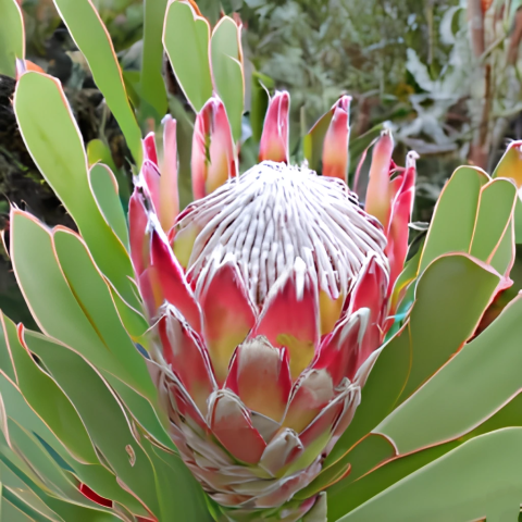 African protea