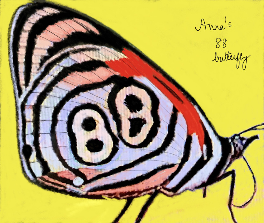 Annaâ€™s 88 butterfly