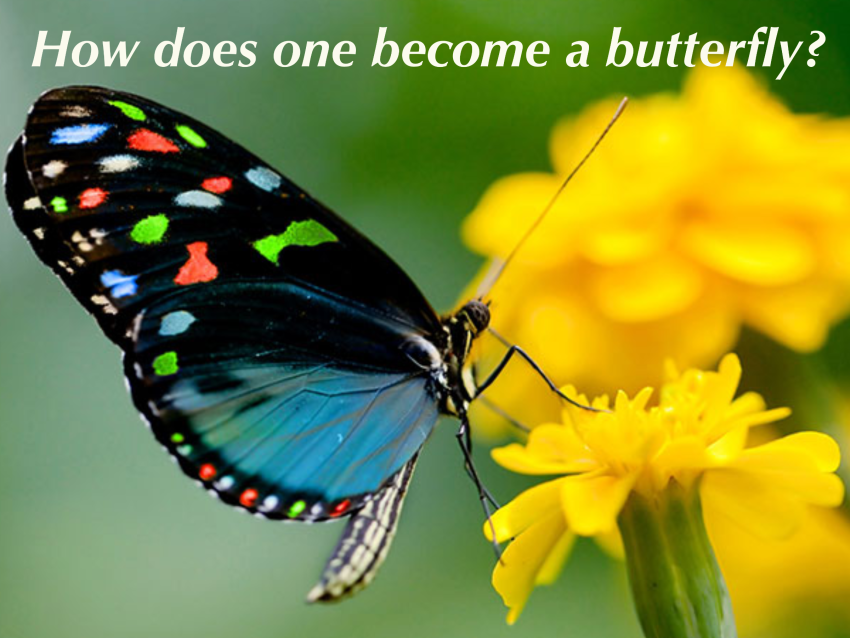 caterpillar to butterfly