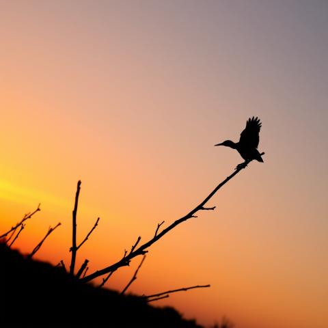 Dayâ€™s end silhouette