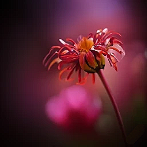 flower power forever