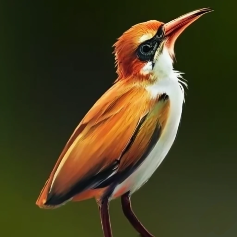 Forest bird