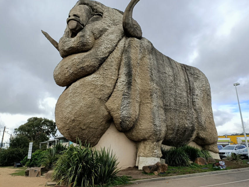 Goulburn-big merino