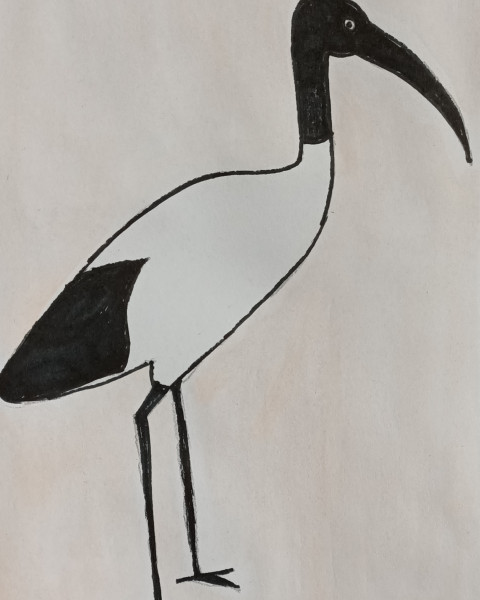 IBIS
