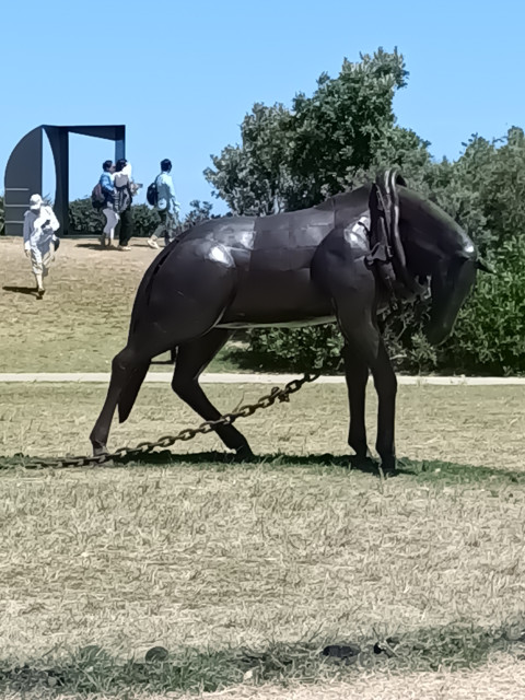 Tied down  horse widens back legs trying freedom