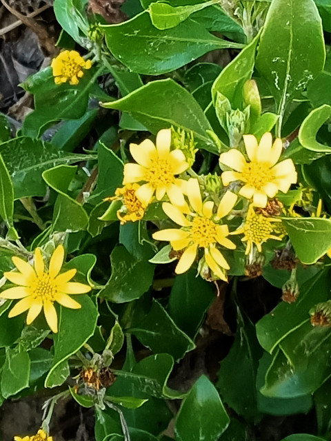 No rain...No Flowers